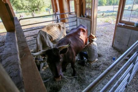 How to Keep Your Dairy Animals Clean When Milking, Part 2 Image